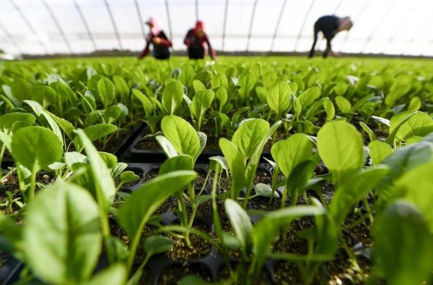 植物源有機(jī)肥日益受歡迎，它為啥就比雞糞好？